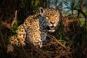 068 Noord Pantanal, jaguar